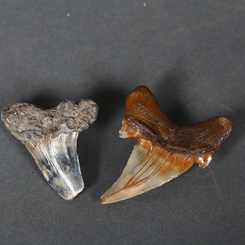 351 - Fossil - two similar fossilised shark's teeth, largest 7cm, smaller fossil found near the Isle of Sh... 