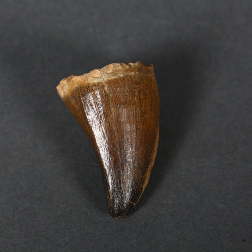 352 - Fossil - a single Mosasaurus tooth, late Cretaceous period, length 4.5cm.