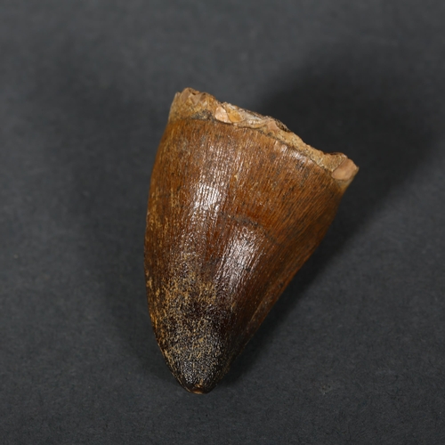 352 - Fossil - a single Mosasaurus tooth, late Cretaceous period, length 4.5cm.