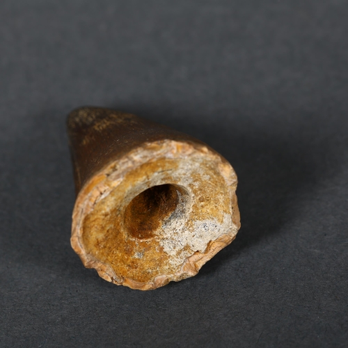 352 - Fossil - a single Mosasaurus tooth, late Cretaceous period, length 4.5cm.