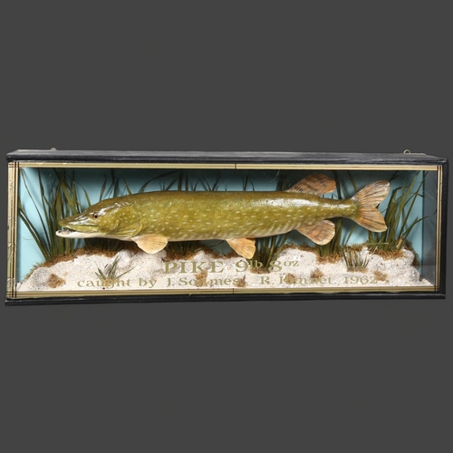 363 - Taxidermy - a male Pike, left facing, set in a naturalistic river bed setting, with reed and gravel,... 