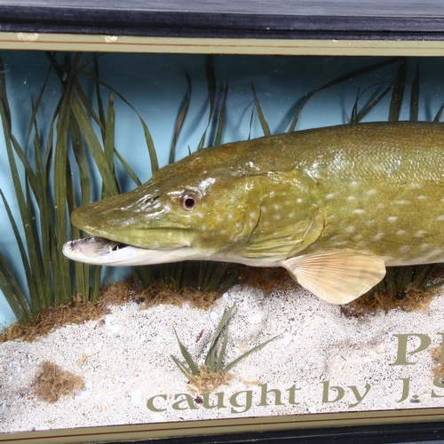 363 - Taxidermy - a male Pike, left facing, set in a naturalistic river bed setting, with reed and gravel,... 