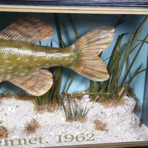 363 - Taxidermy - a male Pike, left facing, set in a naturalistic river bed setting, with reed and gravel,... 