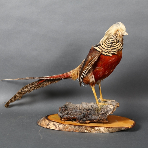 364 - Taxidermy - a Golden Pheasant, (Chrysolophus pictus), full adult bird mount, right facing, on staine... 