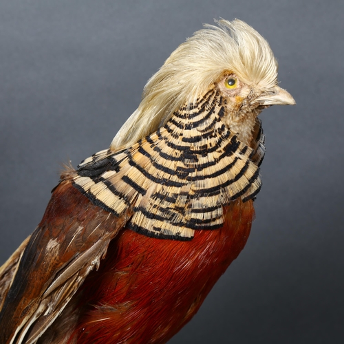 364 - Taxidermy - a Golden Pheasant, (Chrysolophus pictus), full adult bird mount, right facing, on staine... 