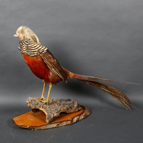 364 - Taxidermy - a Golden Pheasant, (Chrysolophus pictus), full adult bird mount, right facing, on staine... 