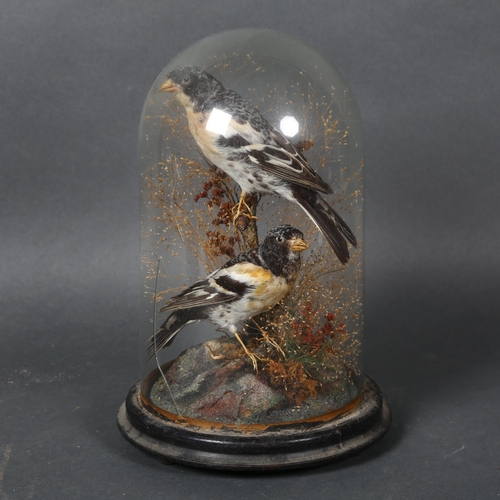 365 - Taxidermy - a pair of Bramblings, (Fringilla montifringilla), Victorian, naturalistic setting, under... 