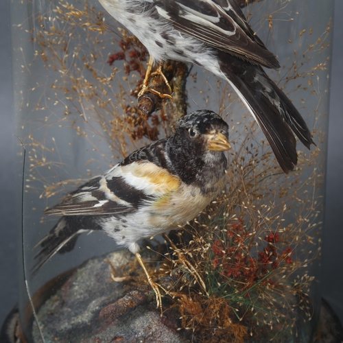 365 - Taxidermy - a pair of Bramblings, (Fringilla montifringilla), Victorian, naturalistic setting, under... 