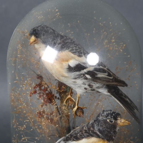 365 - Taxidermy - a pair of Bramblings, (Fringilla montifringilla), Victorian, naturalistic setting, under... 