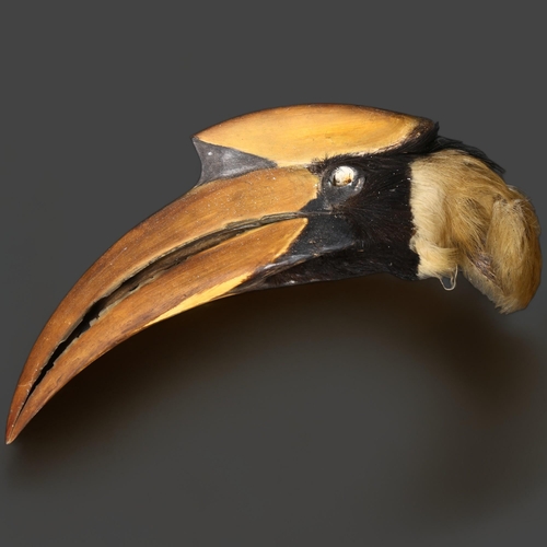 373 - Taxidermy - an Antique Great Hornbill, (Buceros bicornis), partial head mount, including honeycomb t... 