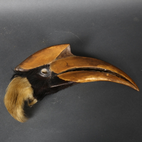 373 - Taxidermy - an Antique Great Hornbill, (Buceros bicornis), partial head mount, including honeycomb t... 