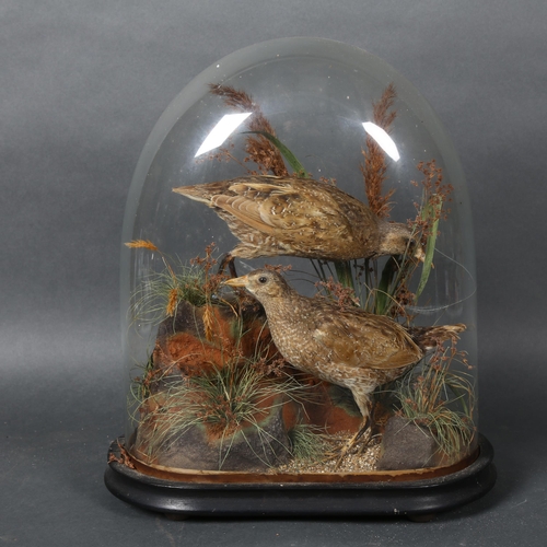 374 - Taxidermy - a pair of Victorian Quail, on faux rock naturalistic display, housed in period dome, sma... 