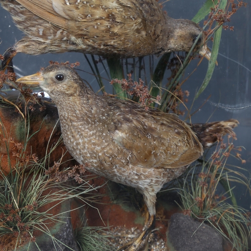 374 - Taxidermy - a pair of Victorian Quail, on faux rock naturalistic display, housed in period dome, sma... 