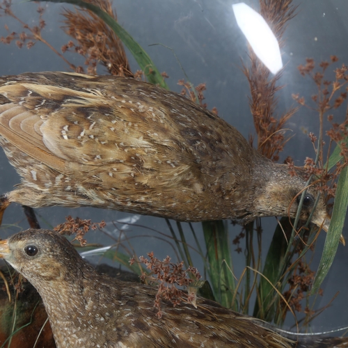 374 - Taxidermy - a pair of Victorian Quail, on faux rock naturalistic display, housed in period dome, sma... 