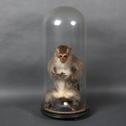 375 - Taxidermy - an Antique Crab-eating Macaque monkey, upright, seated position, housed in an associated... 