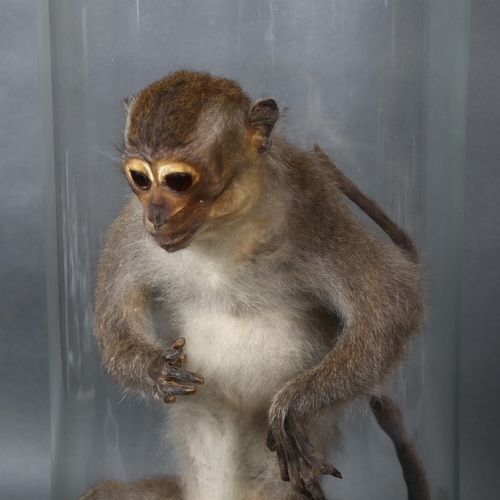 375 - Taxidermy - an Antique Crab-eating Macaque monkey, upright, seated position, housed in an associated... 