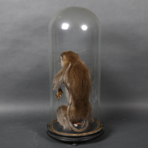 375 - Taxidermy - an Antique Crab-eating Macaque monkey, upright, seated position, housed in an associated... 