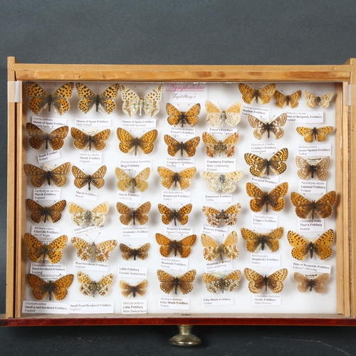 377 - Entomology - a collection of Gulf Fritillary Butterflies, from the Nymphalidae family, a total of 43... 