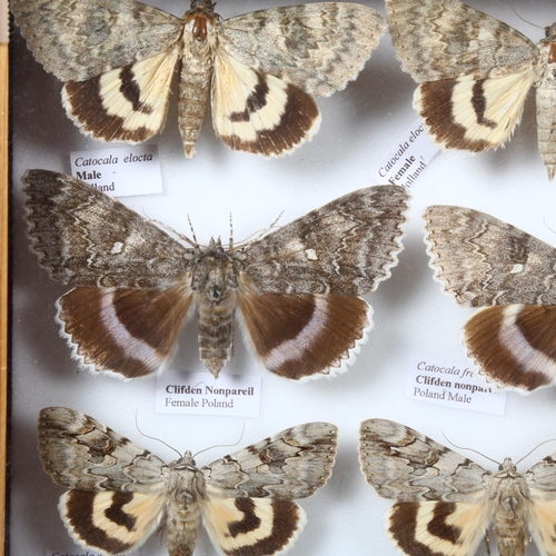 378 - Entomology - a collection of Catocala, Under-wing Moths, from the Erebidae family, a total of 20 pin... 