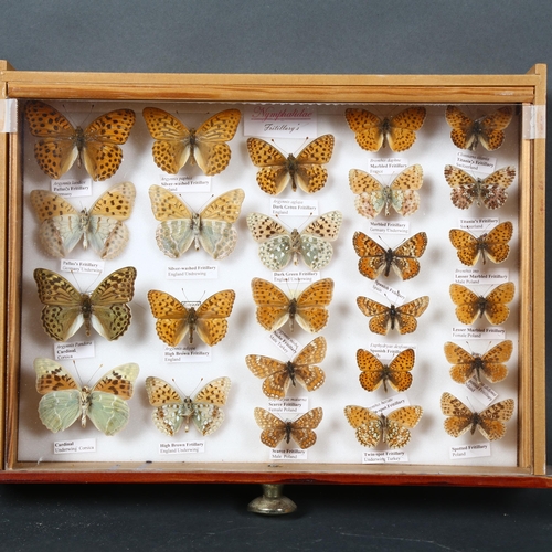 380 - Entomology - a collection of Gulf Fritillary Butterflies, from the Nymphalidae family, a total of 25... 