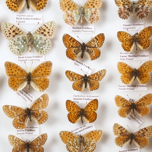 380 - Entomology - a collection of Gulf Fritillary Butterflies, from the Nymphalidae family, a total of 25... 