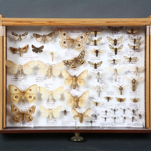 381 - Entomology - a collection of Zygaenidae, Sesiidae, Saturniidae, (Burnet's, Clearwings, Emperor's), a... 