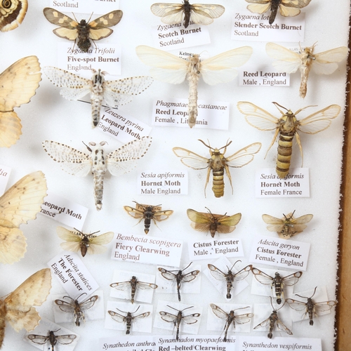 381 - Entomology - a collection of Zygaenidae, Sesiidae, Saturniidae, (Burnet's, Clearwings, Emperor's), a... 