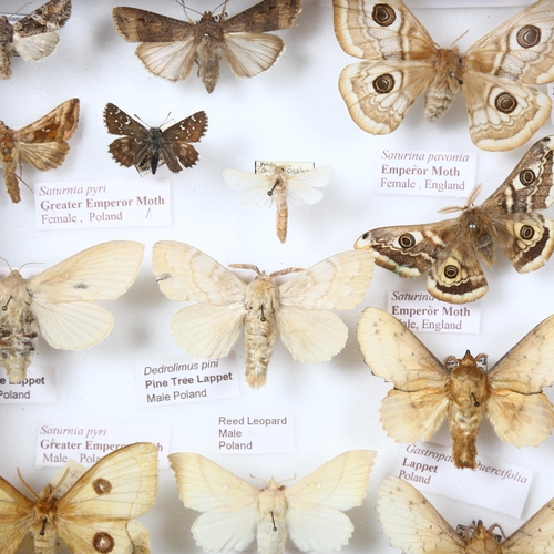 381 - Entomology - a collection of Zygaenidae, Sesiidae, Saturniidae, (Burnet's, Clearwings, Emperor's), a... 