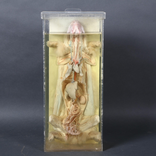 382 - Taxidermy - a Mid-century school biology teaching aid, a wet specimen study of a rabbit, dissected, ... 