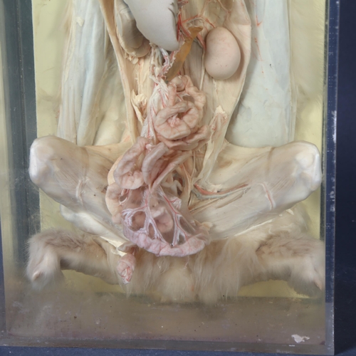 382 - Taxidermy - a Mid-century school biology teaching aid, a wet specimen study of a rabbit, dissected, ... 