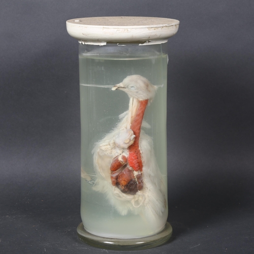 383 - Taxidermy - a wet specimen study of Pigeon, dissected, showing internal organs, in a vintage cylindr... 