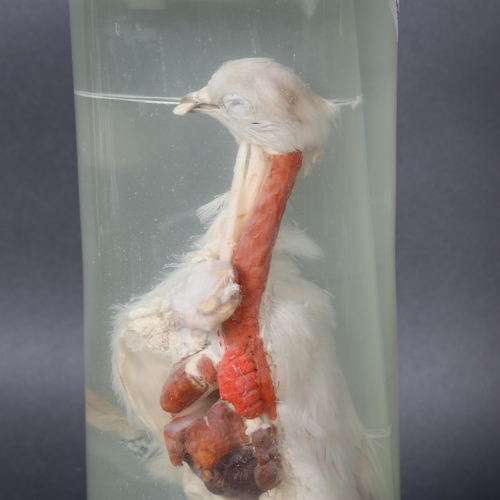 383 - Taxidermy - a wet specimen study of Pigeon, dissected, showing internal organs, in a vintage cylindr... 