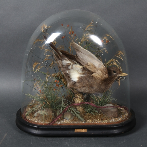 384 - Taxidermy - a Victorian female Blackbird, (Turdus merula), naturalistic setting, in a period glass d... 