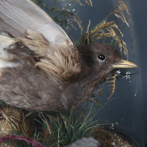 384 - Taxidermy - a Victorian female Blackbird, (Turdus merula), naturalistic setting, in a period glass d... 