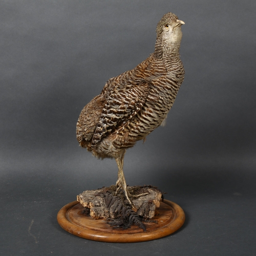 385 - Taxidermy - a Prairie Chicken, full adult bird mount, on fern bark, circular stained wood base, heig... 