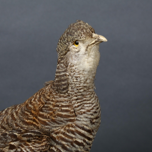 385 - Taxidermy - a Prairie Chicken, full adult bird mount, on fern bark, circular stained wood base, heig... 