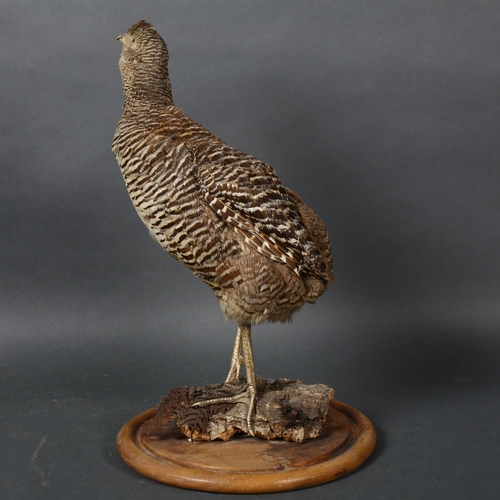 385 - Taxidermy - a Prairie Chicken, full adult bird mount, on fern bark, circular stained wood base, heig... 