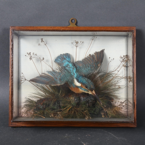 386 - Taxidermy - a European Kingfisher, adult bird mount, right facing in flight pose, naturalistic river... 