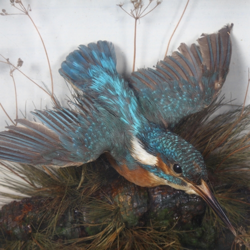 386 - Taxidermy - a European Kingfisher, adult bird mount, right facing in flight pose, naturalistic river... 