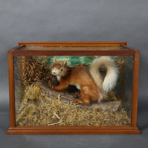 387 - Taxidermy - an antique Red Squirrel, adult full body mount, left facing on tree bark, in naturalisti... 