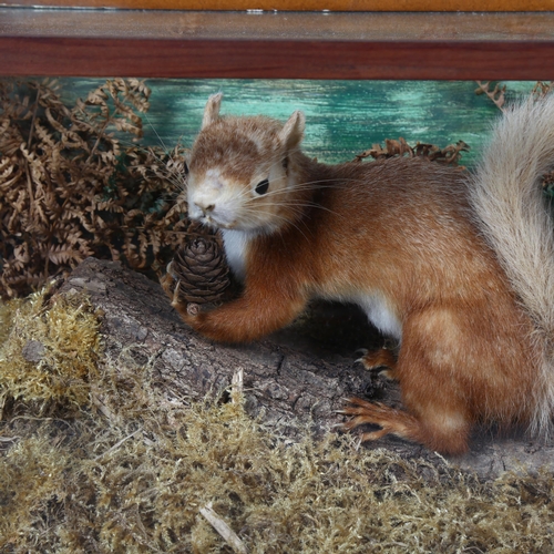 387 - Taxidermy - an antique Red Squirrel, adult full body mount, left facing on tree bark, in naturalisti... 