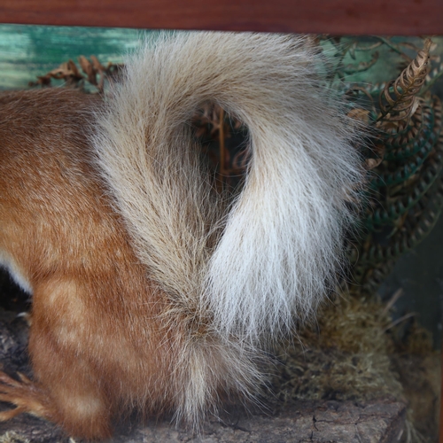 387 - Taxidermy - an antique Red Squirrel, adult full body mount, left facing on tree bark, in naturalisti... 