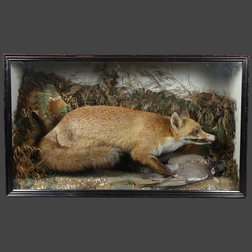 388 - Taxidermy - a Victorian Fox, full adult body mount, naturalistic setting, crouched over Pigeon prey,... 