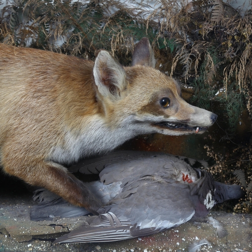 388 - Taxidermy - a Victorian Fox, full adult body mount, naturalistic setting, crouched over Pigeon prey,... 