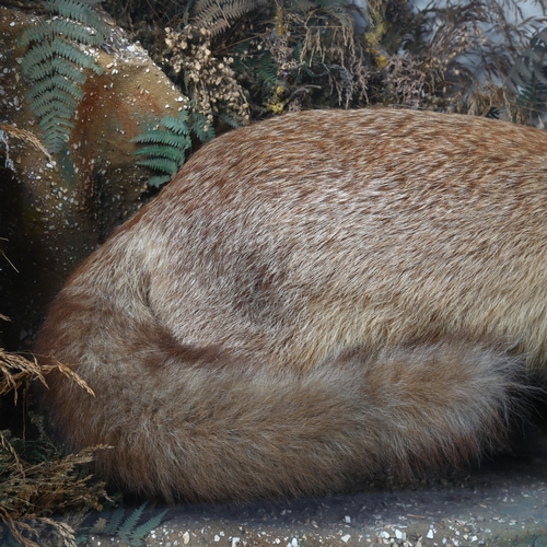 388 - Taxidermy - a Victorian Fox, full adult body mount, naturalistic setting, crouched over Pigeon prey,... 