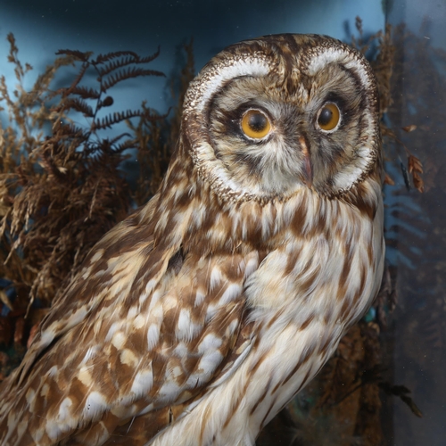 389 - Taxidermy - a Victorian Short-eared Owl (Asio flammeus), full bird mount, left facing, head forward,... 