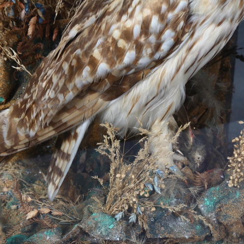 389 - Taxidermy - a Victorian Short-eared Owl (Asio flammeus), full bird mount, left facing, head forward,... 