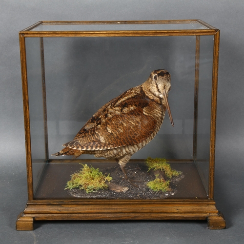 390 - Taxidermy - a Woodcock, adult full bird mount, right facing on naturalistic base with moss, housed i... 