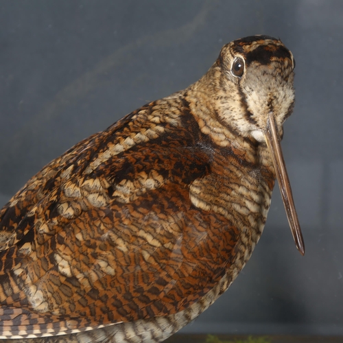 390 - Taxidermy - a Woodcock, adult full bird mount, right facing on naturalistic base with moss, housed i... 