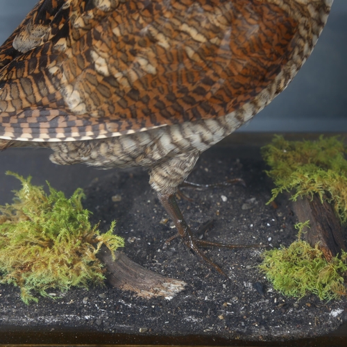 390 - Taxidermy - a Woodcock, adult full bird mount, right facing on naturalistic base with moss, housed i... 